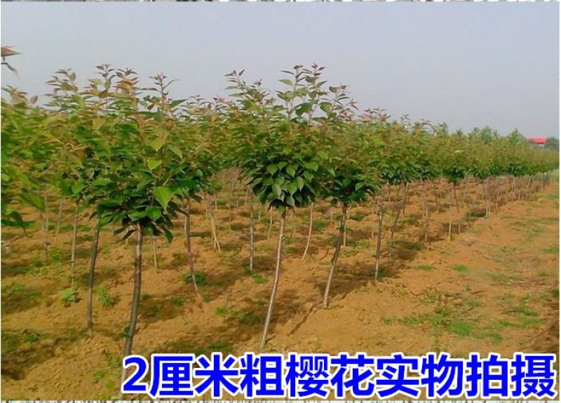 樱花苗分株80cm以上