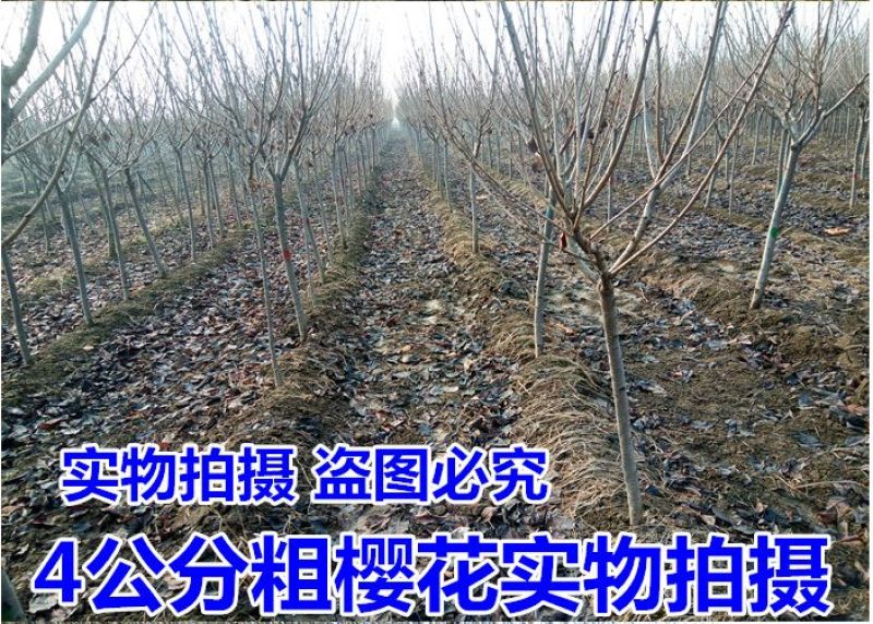 樱花苗分株80cm以上
