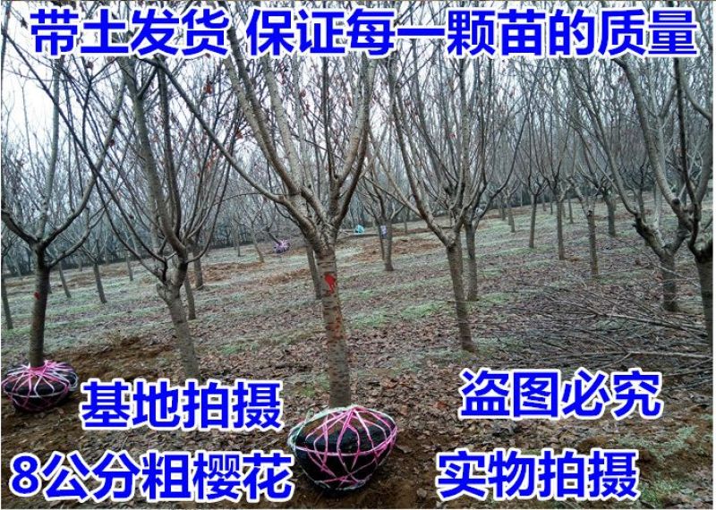 樱花苗分株80cm以上
