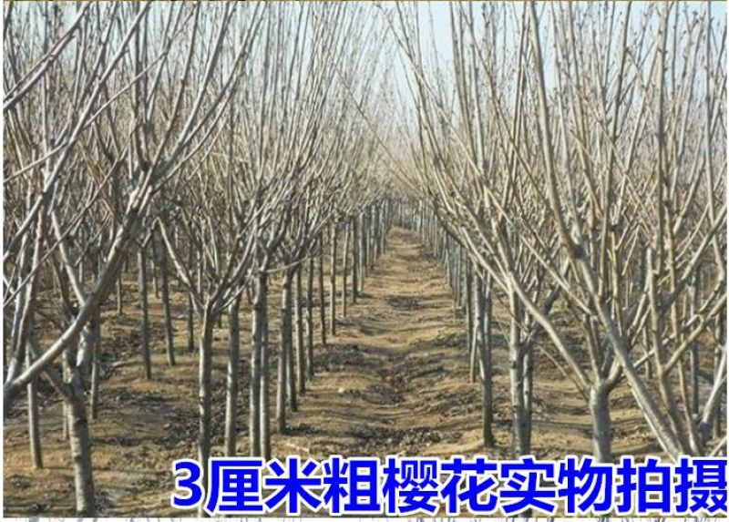 樱花苗分株80cm以上