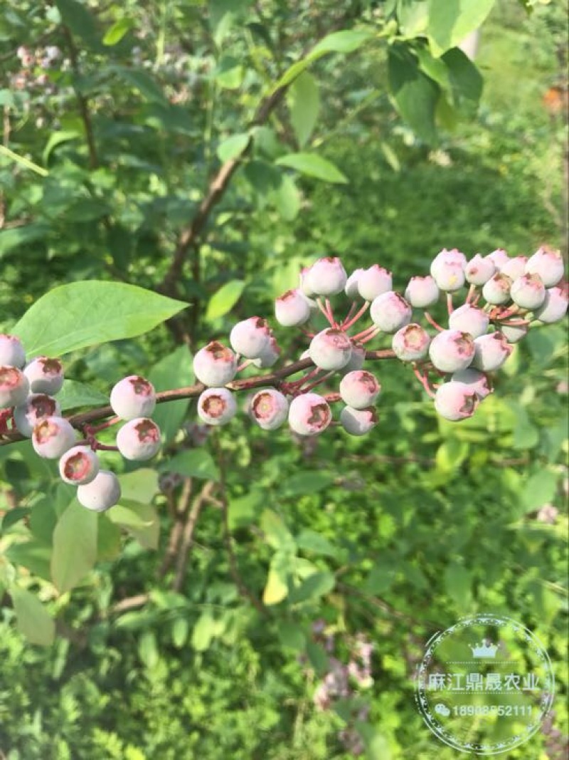 蓝莓苗3年以上挂果大苗