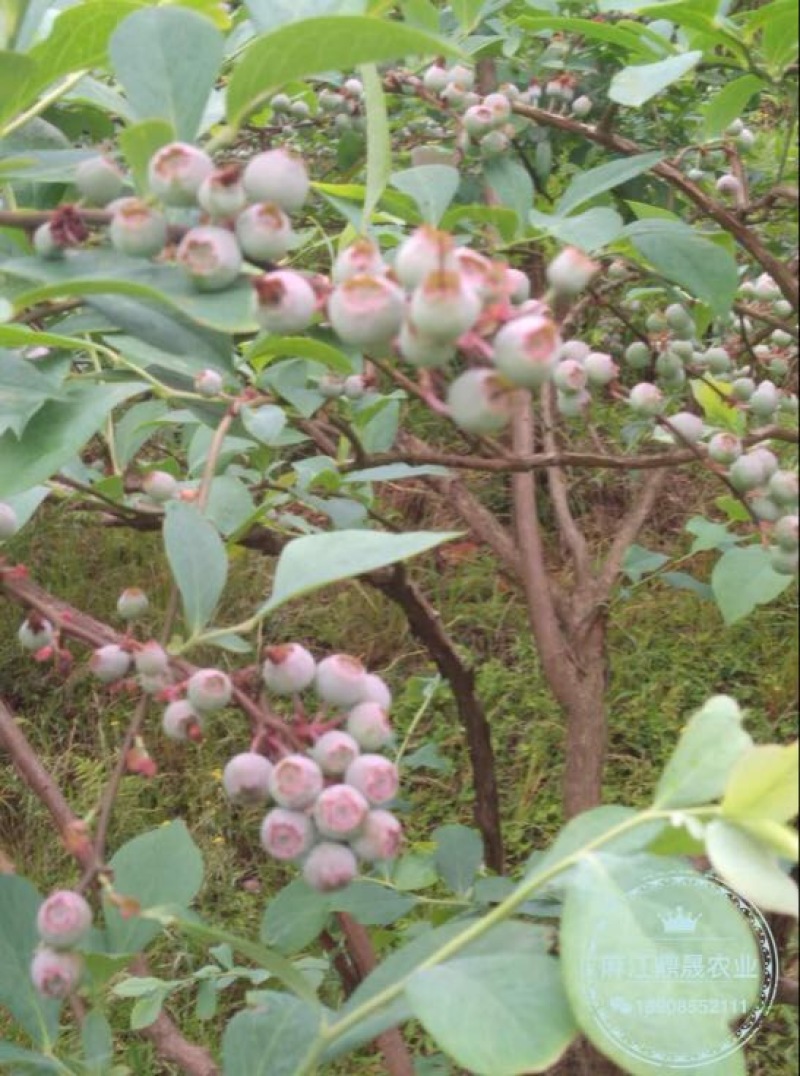 蓝莓苗3年以上挂果大苗