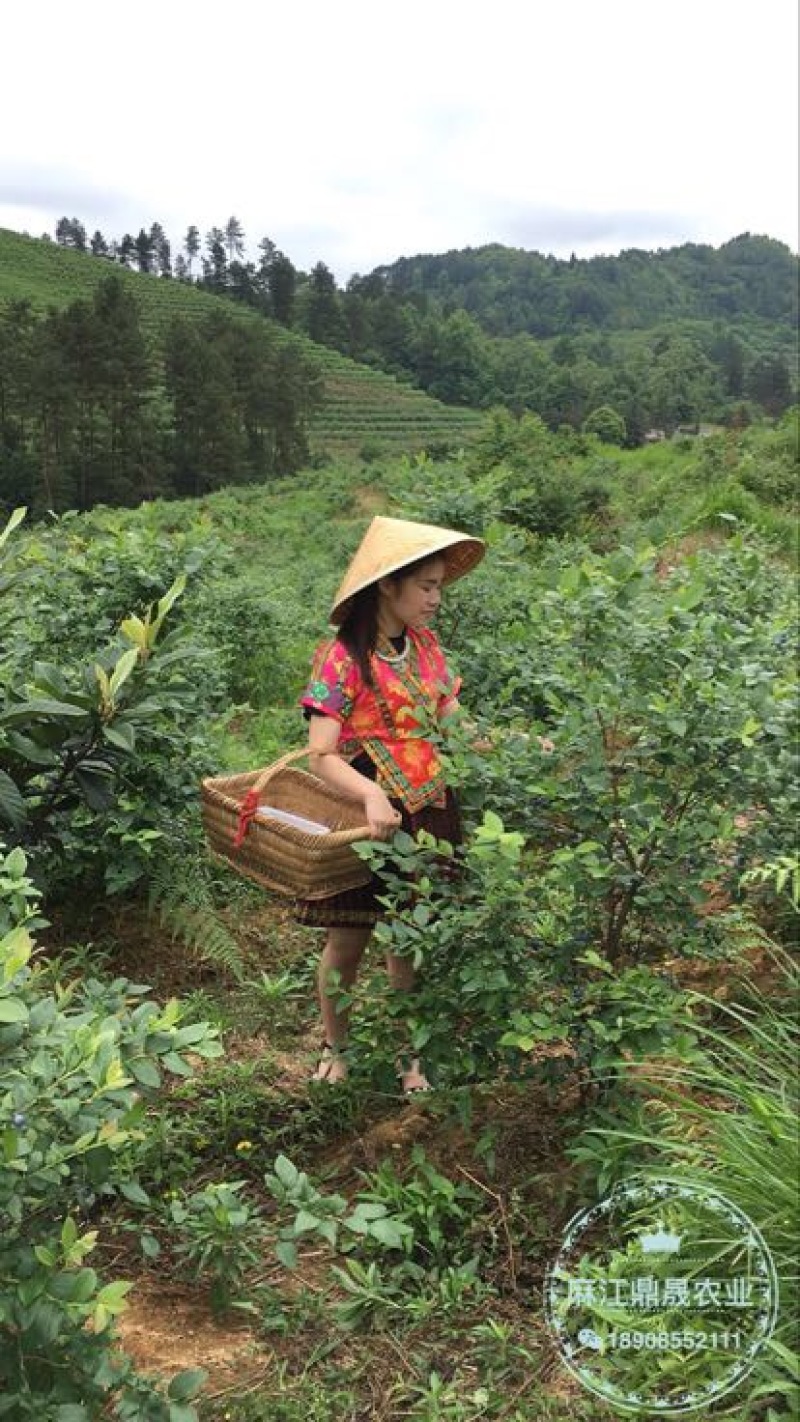 蓝莓苗3年以上挂果大苗