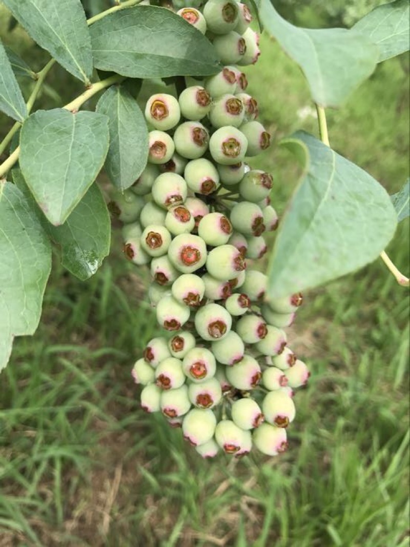 蓝莓苗3年以上挂果大苗