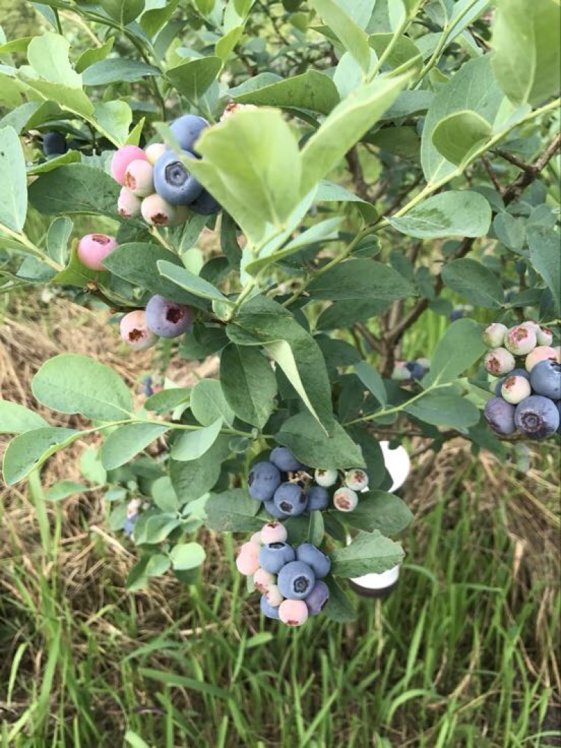 蓝莓苗3年以上挂果大苗