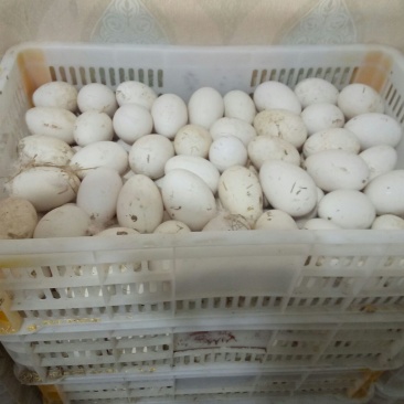 鹅肉鹅8~10斤