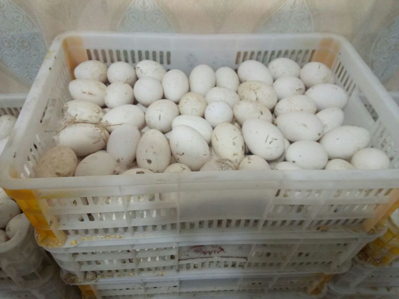 鹅肉鹅8~10斤