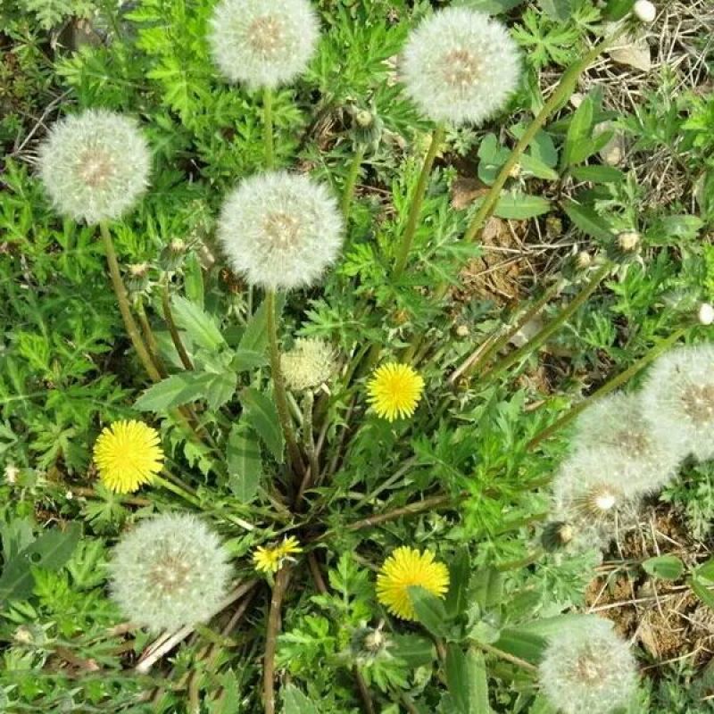 蒲公英种子种籽四季婆婆丁春秋冬季野菜种孑药阳台盆栽蔬菜青