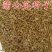 蒲公英种子种籽四季婆婆丁春秋冬季野菜种孑药阳台盆栽蔬菜青