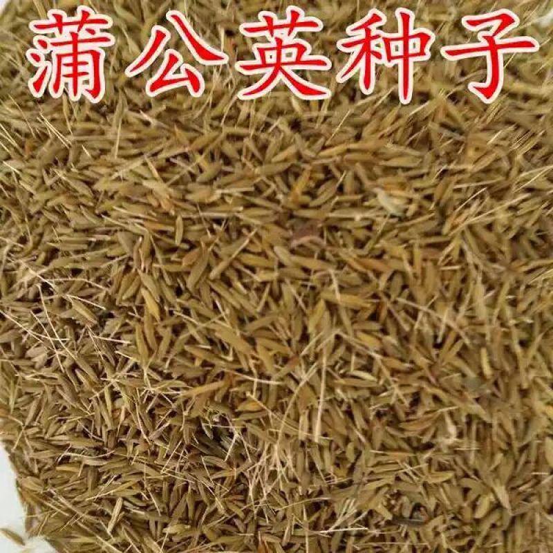 蒲公英种子种籽四季婆婆丁春秋冬季野菜种孑药阳台盆栽蔬菜青