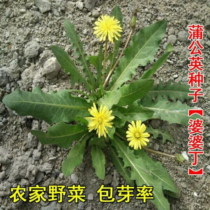 蒲公英种子种籽四季婆婆丁春秋冬季野菜种孑药阳台盆栽蔬菜青