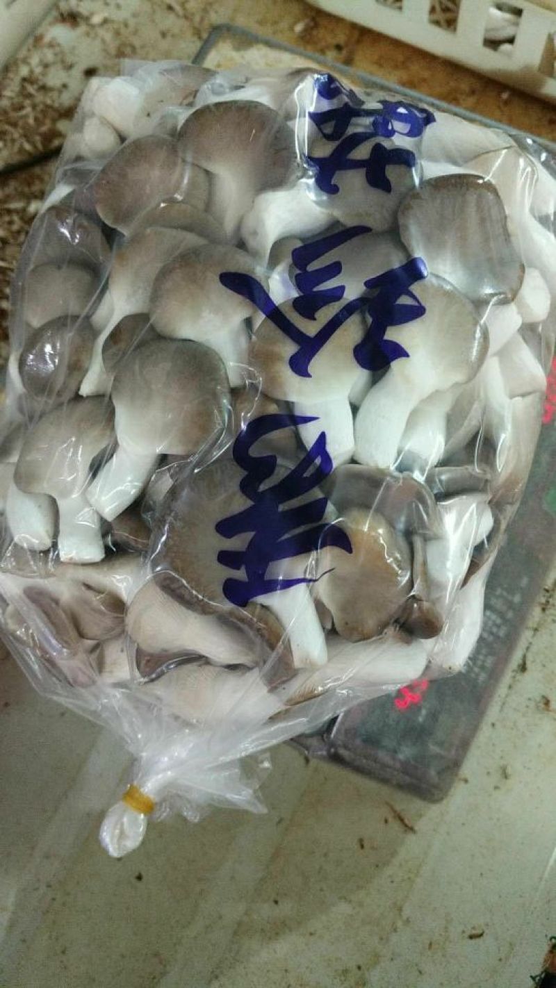 秀珍菇一级