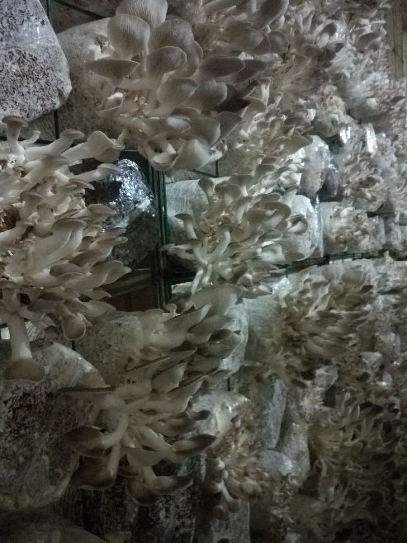 秀珍菇一级
