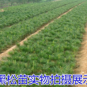 黑松树苗20~30cm