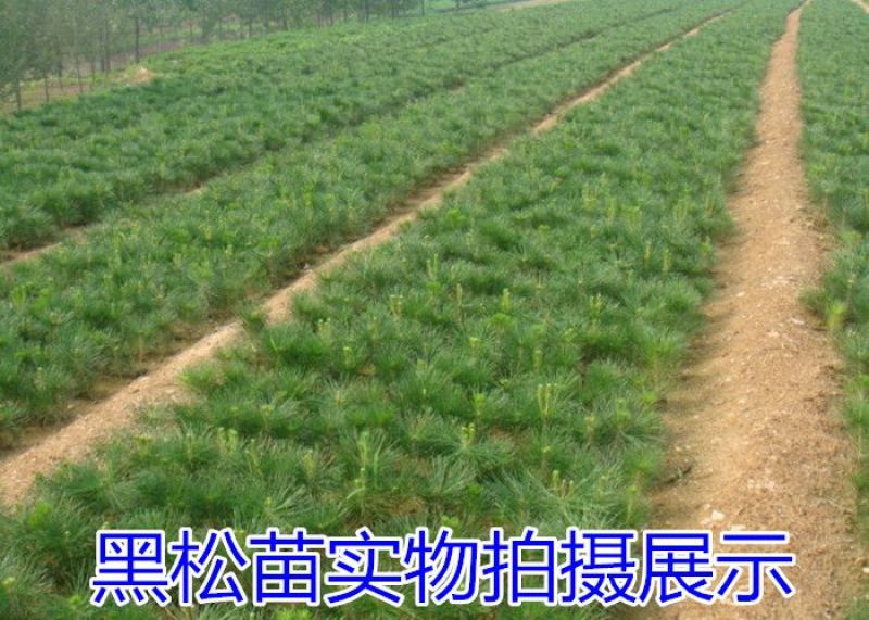 黑松树苗20~30cm