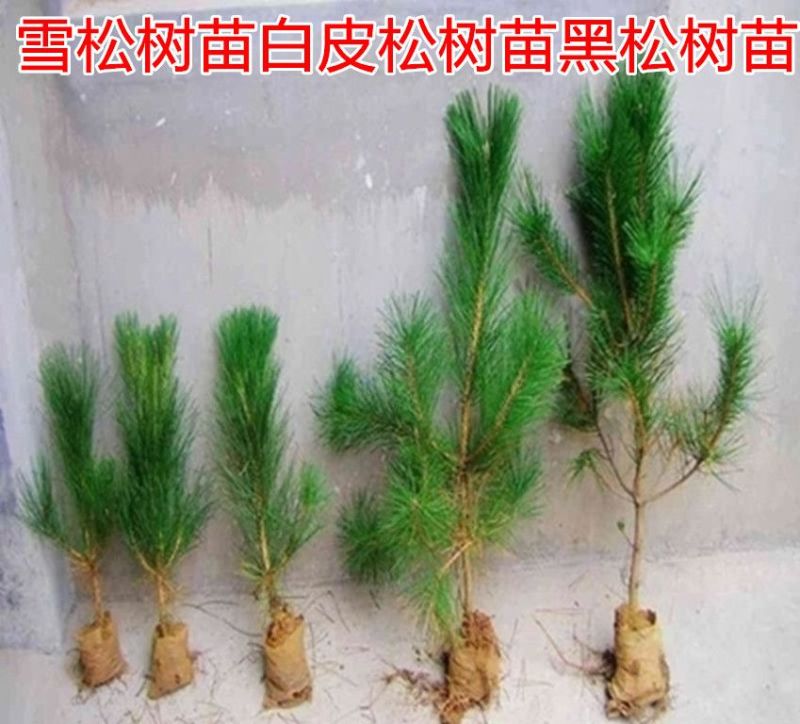 黑松树苗20~30cm