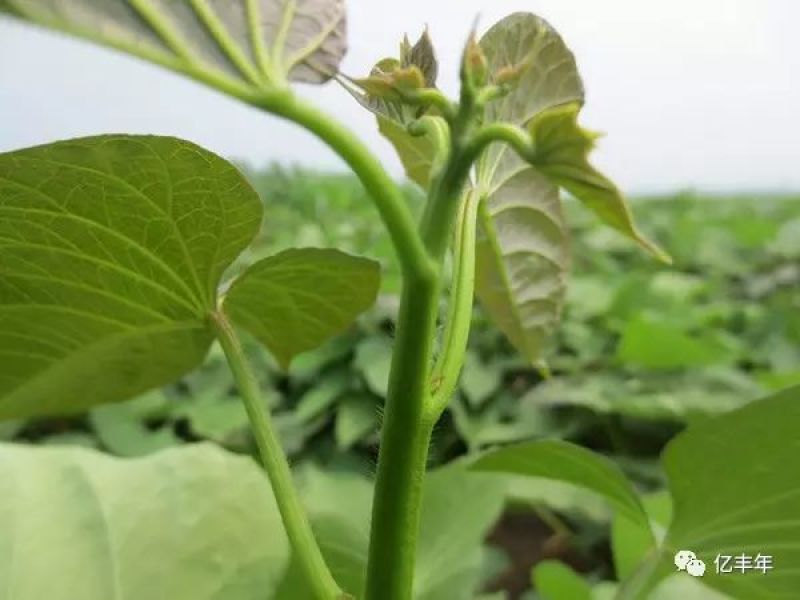 商薯19通货白心1两以上