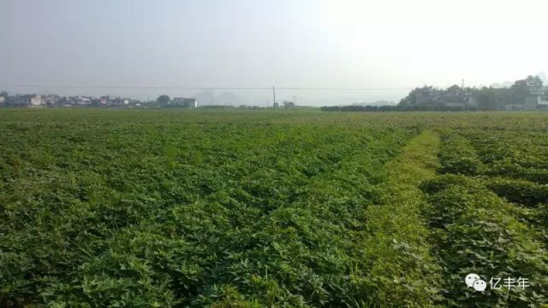 商薯19通货白心1两以上