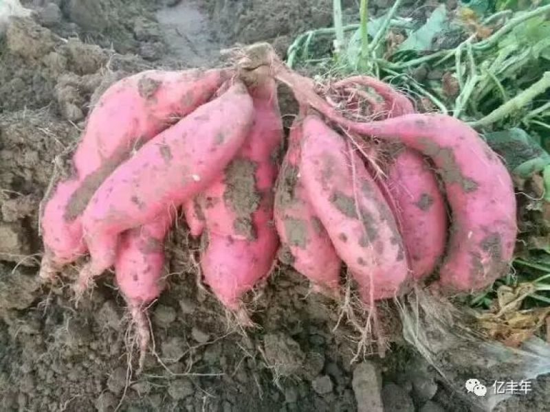 商薯19通货白心1两以上