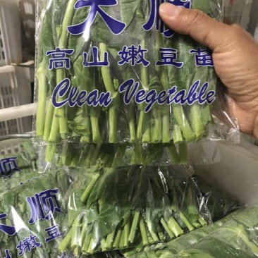 豌豆芽苗菜地栽苗