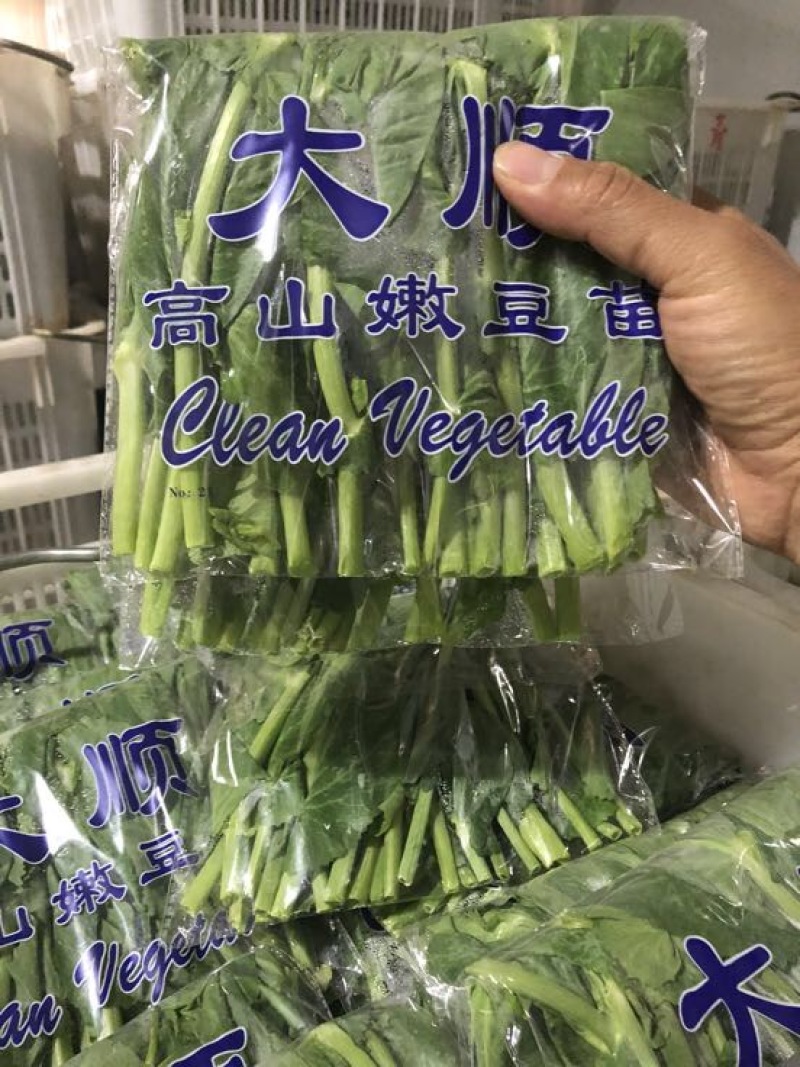 豌豆芽苗菜地栽苗