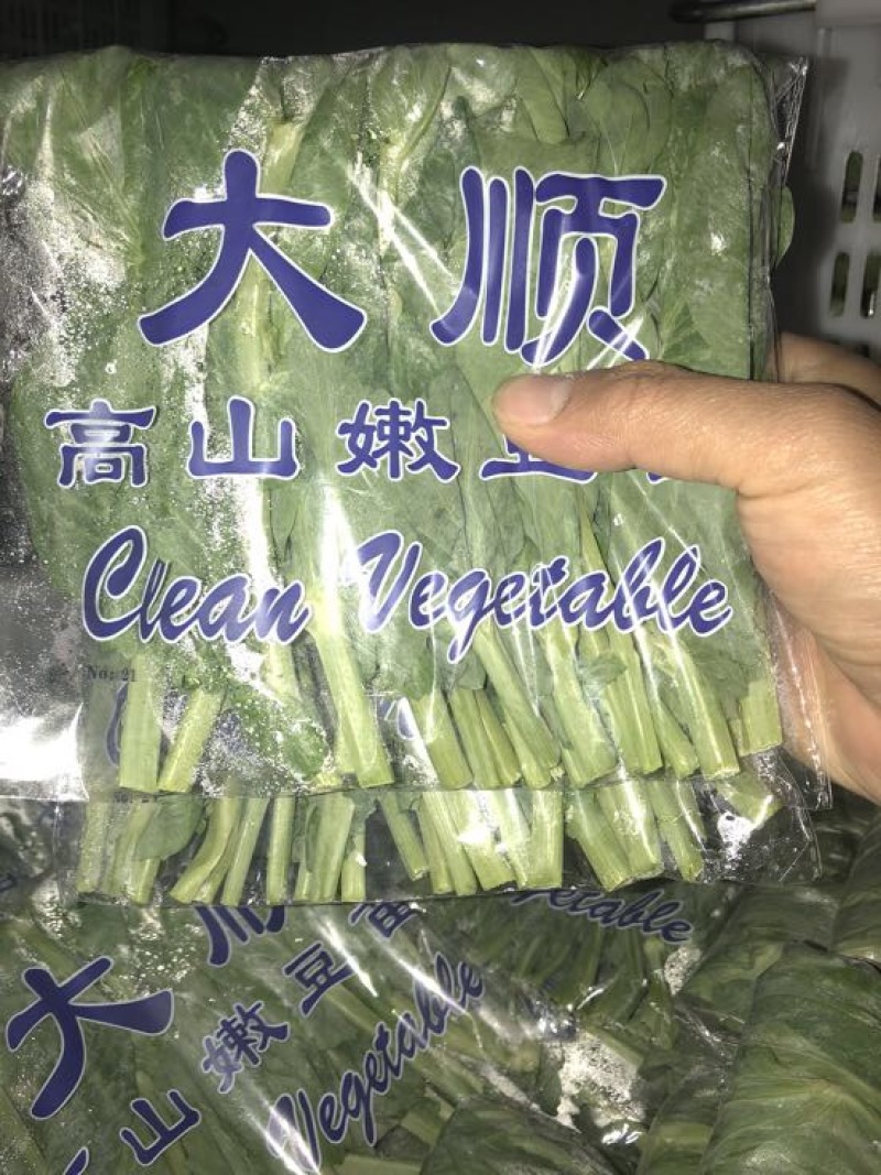 豌豆芽苗菜地栽苗