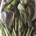豌豆芽苗菜地栽苗