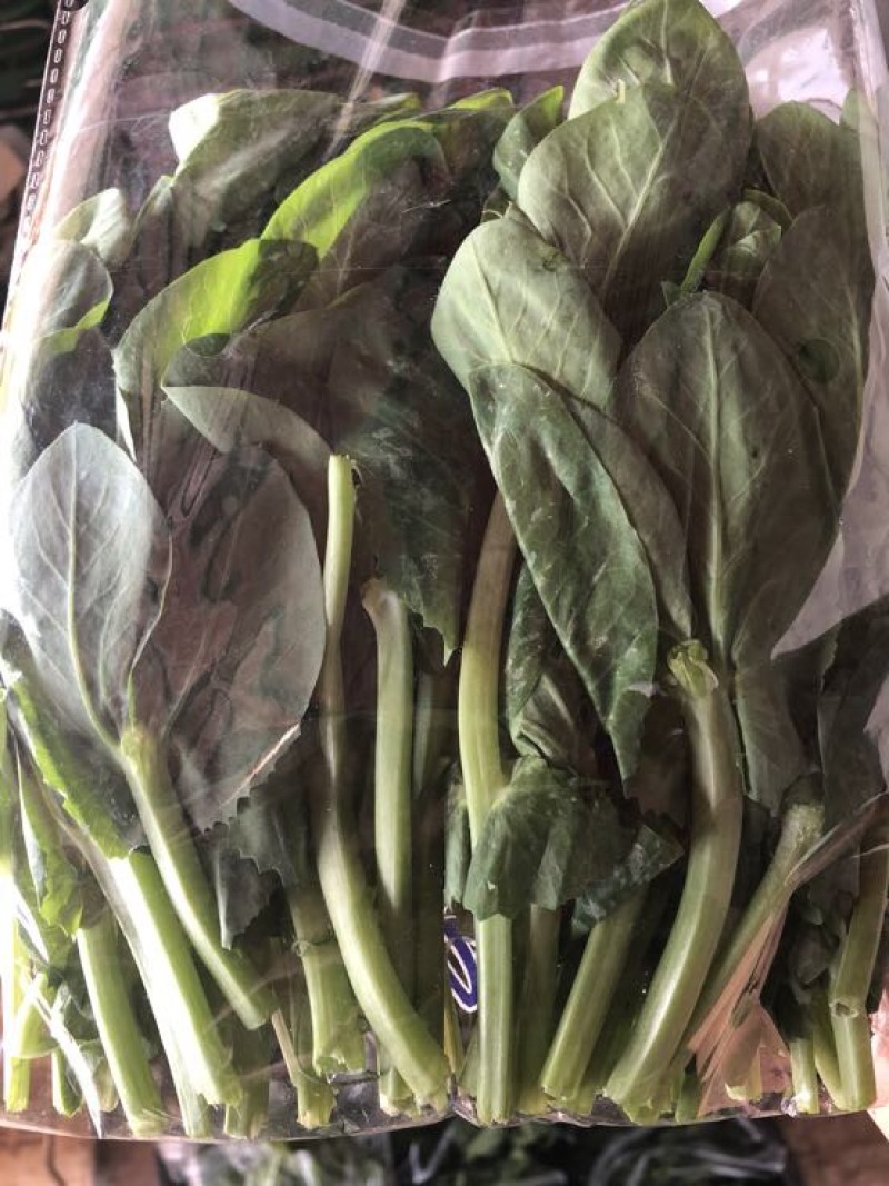 豌豆芽苗菜地栽苗
