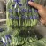 豌豆芽苗菜地栽苗