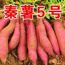 陕西杨凌试管脱毒原种秦薯5号红薯苗。15~25cm