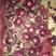 紫皮洋葱红皮洋葱，四川大红，内蒙红美8厘米以上