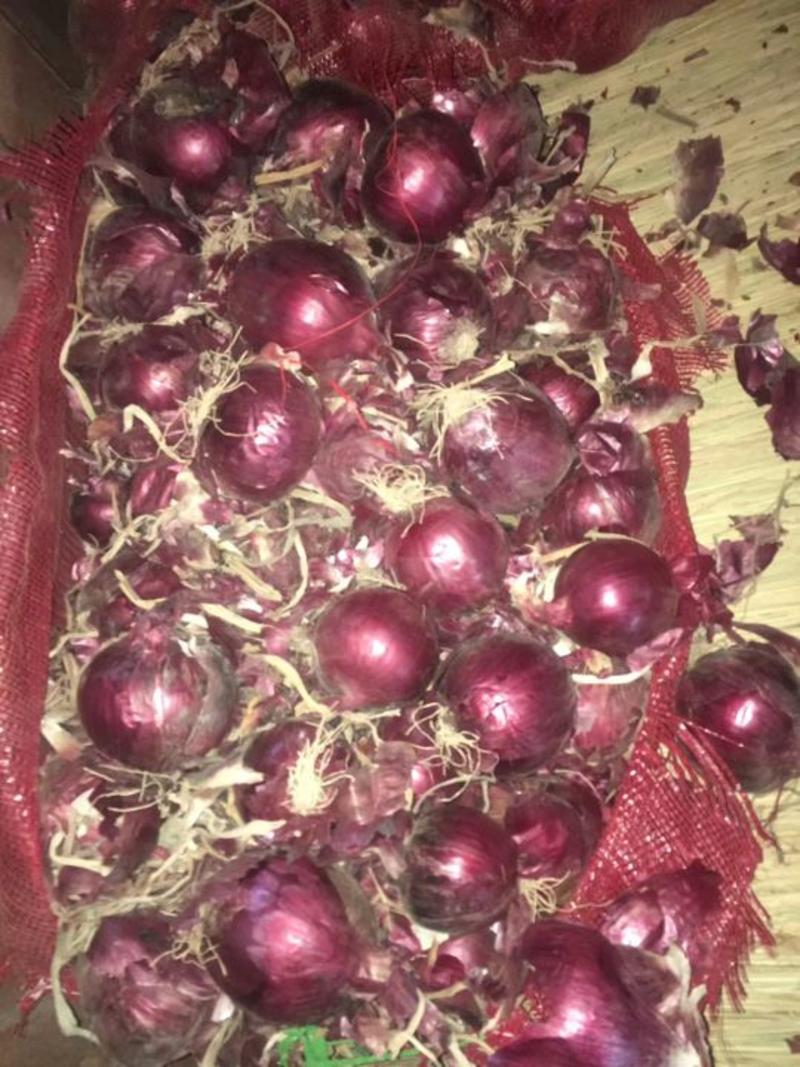 紫皮洋葱红皮洋葱，四川大红，内蒙红美8厘米以上