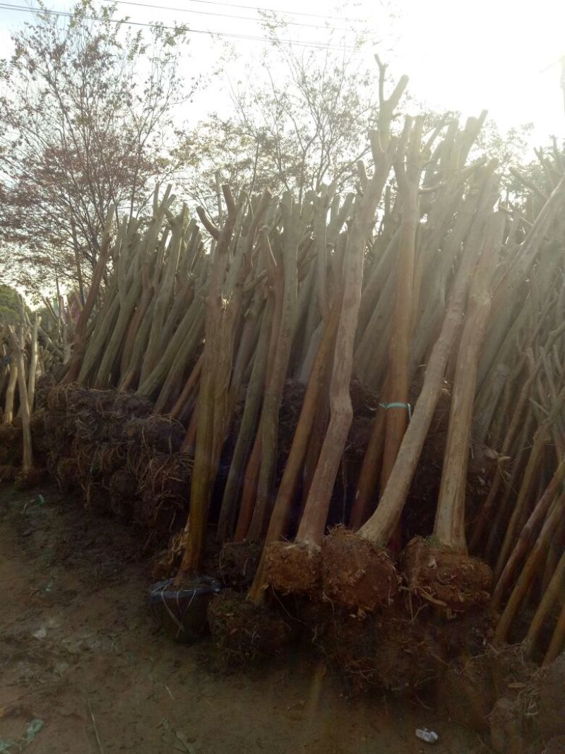 常年大量出售3-16公分拆迁征地补偿占地紫微树，基地直发