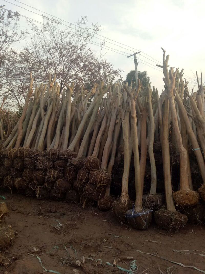 常年大量出售3-16公分拆迁征地补偿占地紫微树，基地直发