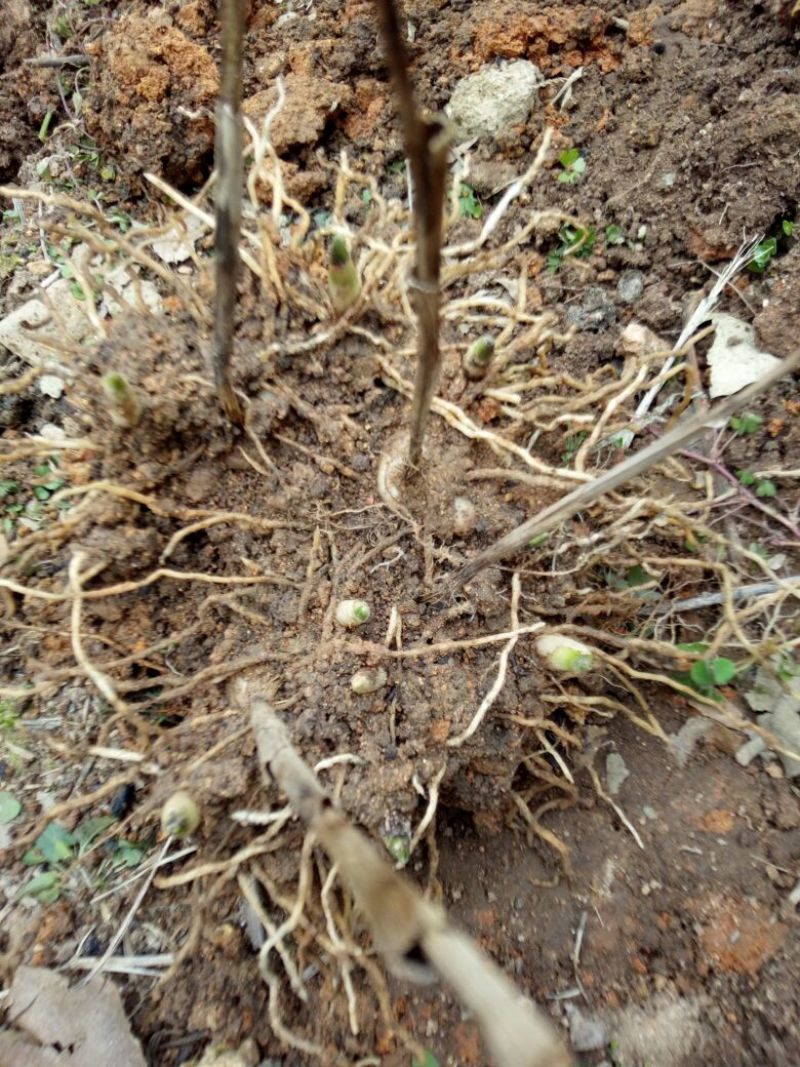 紫花三叉白芨块茎苗，基地供应芽头多产量高