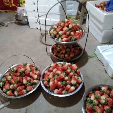甜宝草莓30~40克
