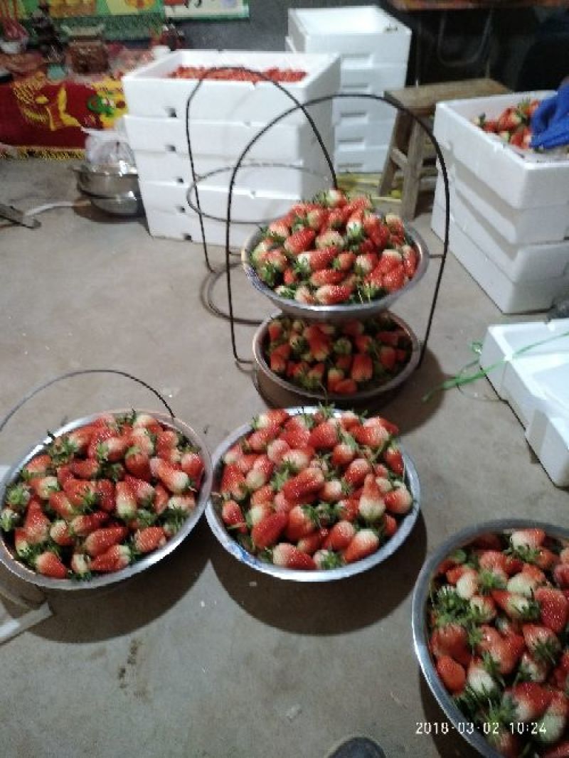 甜宝草莓30~40克