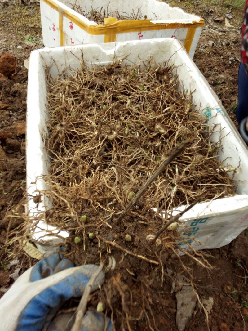 紫花三叉白芨块茎苗，基地供应芽头多产量高