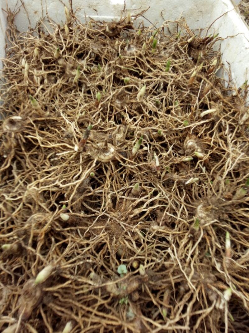 紫花三叉白芨块茎苗，基地供应芽头多产量高