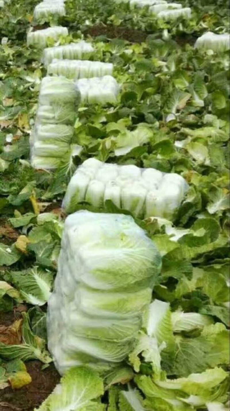 大白菜新鲜白菜品种多样市场超市**走货量大一条龙服务