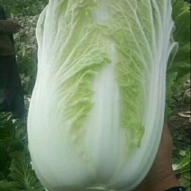 大白菜新鲜白菜品种多样市场超市**走货量大一条龙服务