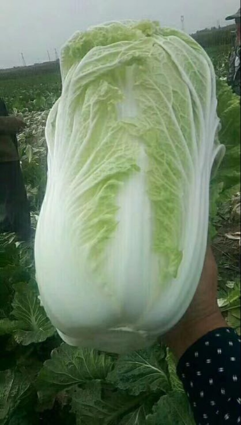 大白菜新鲜白菜品种多样市场超市**走货量大一条龙服务