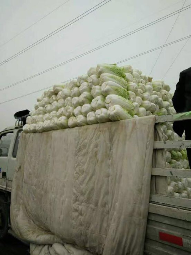 大白菜新鲜白菜品种多样市场超市**走货量大一条龙服务