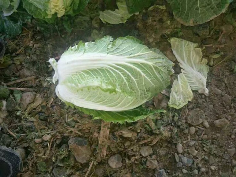 大白菜新鲜白菜品种多样市场超市**走货量大一条龙服务