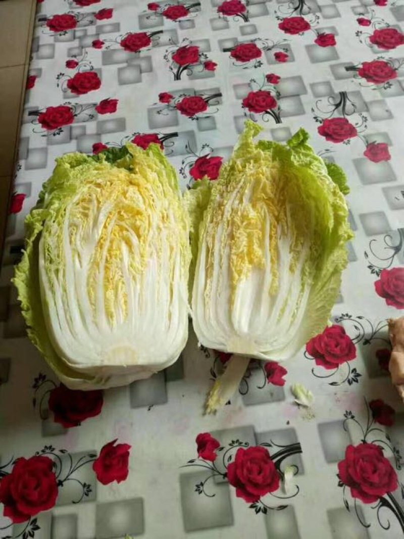 大白菜新鲜白菜品种多样市场超市**走货量大一条龙服务
