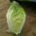 大白菜新鲜白菜品种多样市场超市**走货量大一条龙服务