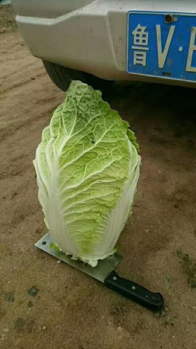 大白菜新鲜白菜品种多样市场超市**走货量大一条龙服务