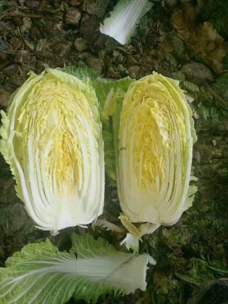 大白菜新鲜白菜品种多样市场超市**走货量大一条龙服务