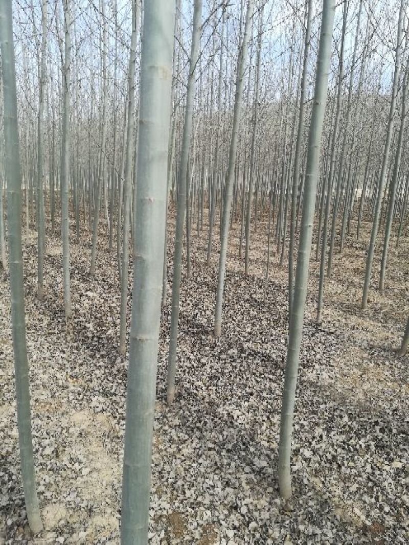 河北杨4~6cm4~6cm4米以上