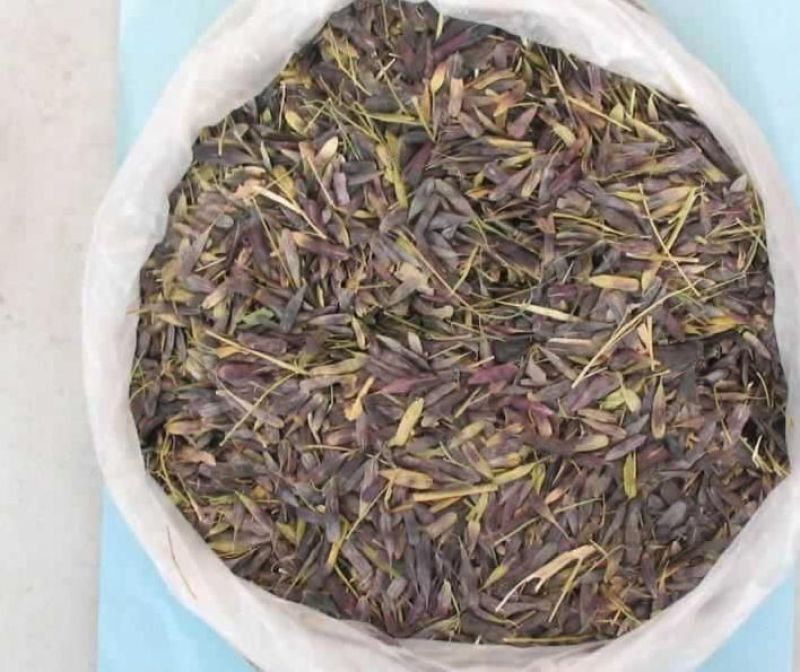 板蓝根种子，精品种子纯新货量大价格实惠，